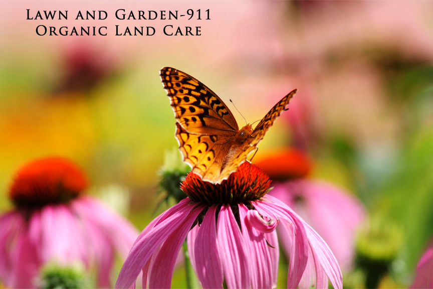 Garden-911 pollinator garden; fritillary butterfly on Echinacae flower.
