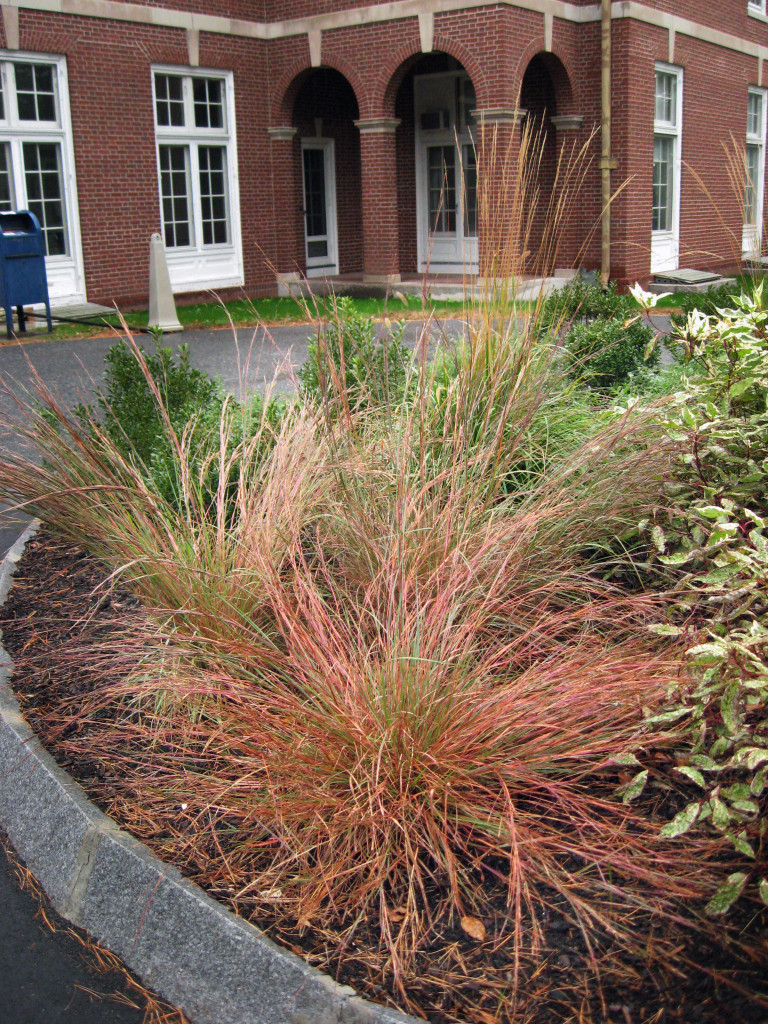 Native grass little bluestem at the Easton Town Offices.  I included it in the design for it's drought tolerance and wild look.