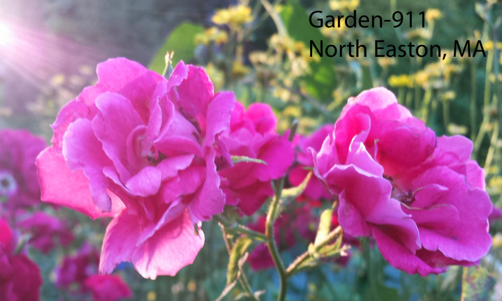 Sharon MA garden roses with streaks of sunlight