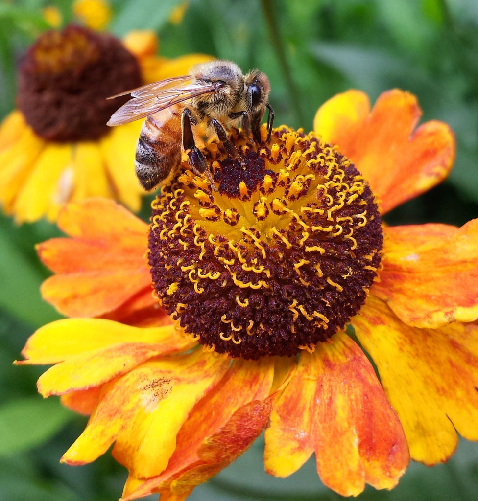 European honey bee harvests nectar from Helenium 