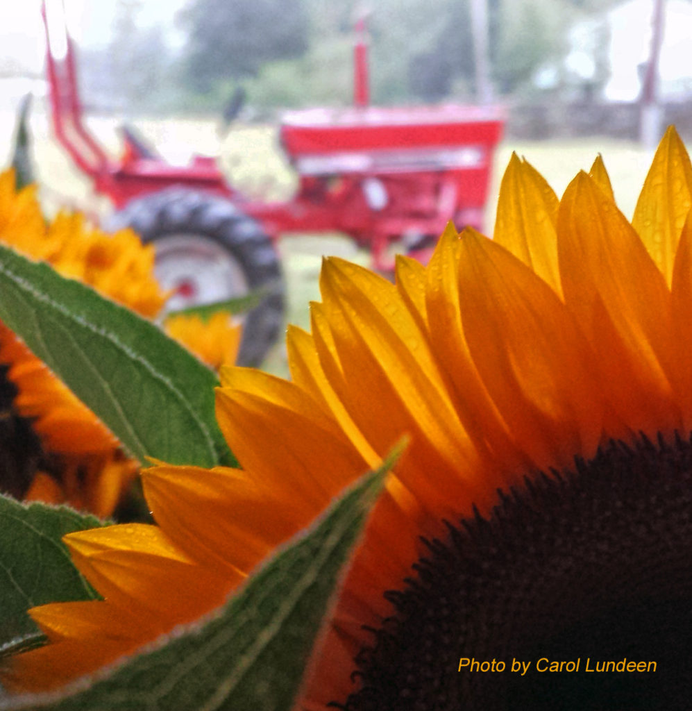 Cultivating tractor and sunflower at the Langwater Farm farmstand