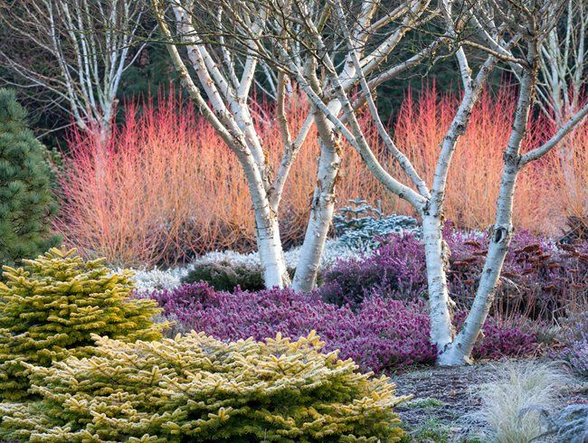 Bressingham Gardens' design pop with color in winter. 