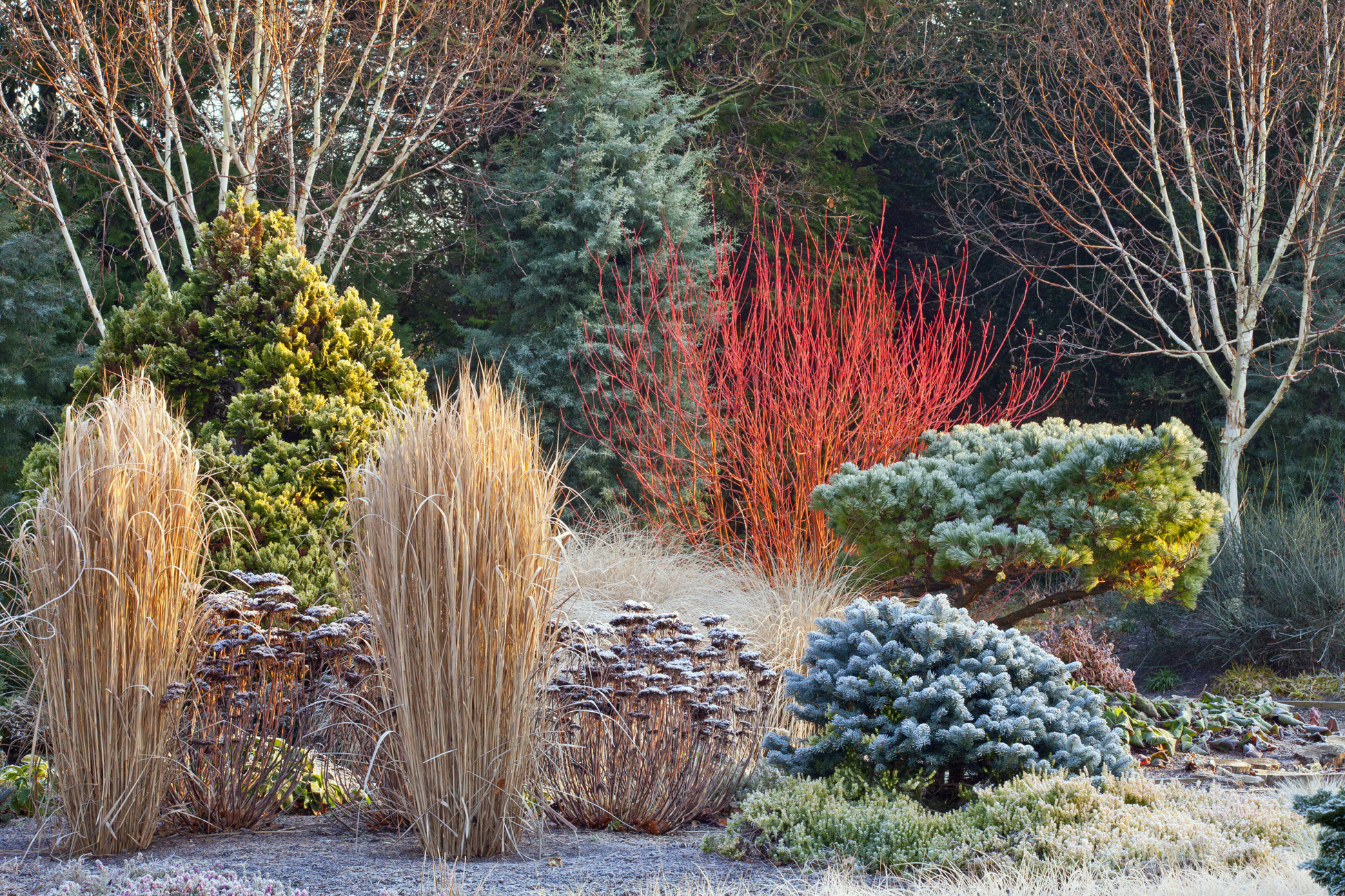 Winter Garden Design New Approaches For The Winter Garden Vira